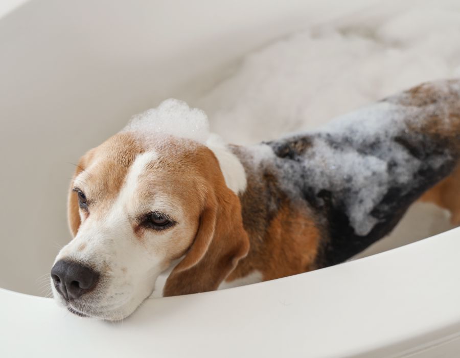 como bañar a tu perro