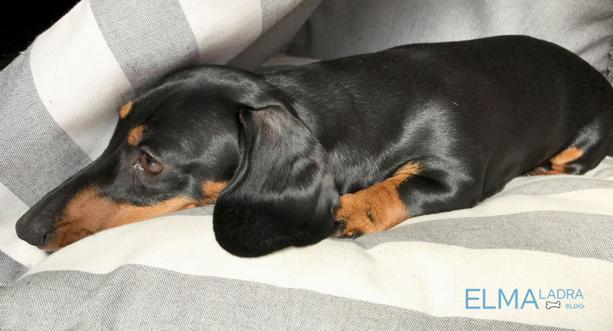 Elma tiene la solución para los perros con miedo a los petardos y a los truenos