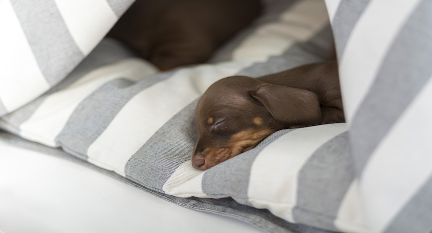 10 Consejos imprescindibles para cuando llega un cachorro a casa