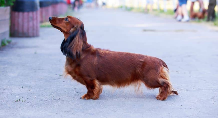 Perros salchicha con pelo largo: características y curiosidades