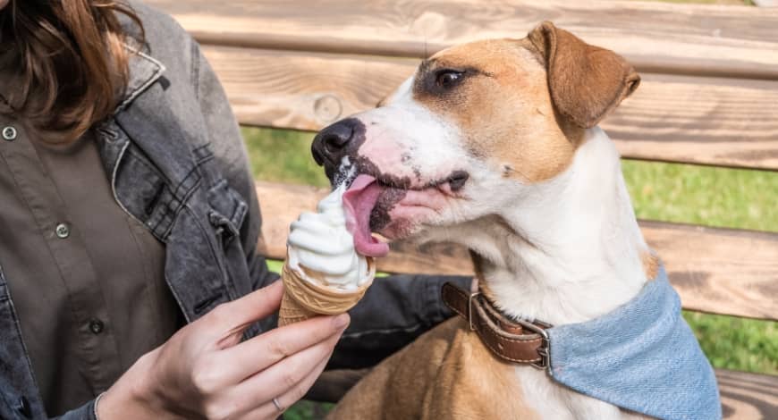 Snacks Refrescantes para Perros