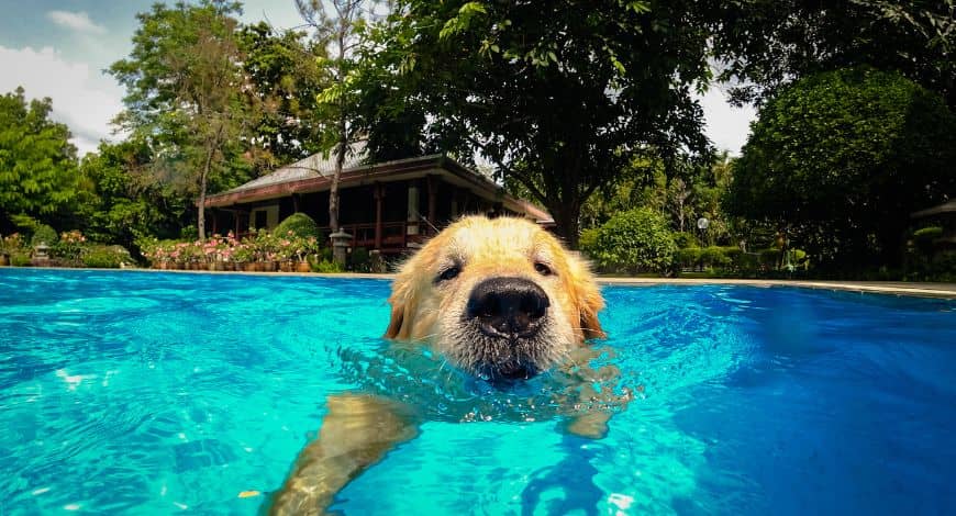 ¡Refresca a tu perro este verano con las mejores piscinas para perros!
