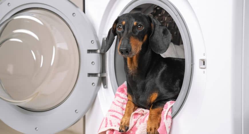 Lavar ropa de perro: todo lo que debes saber para mantenerla en perfecto estado