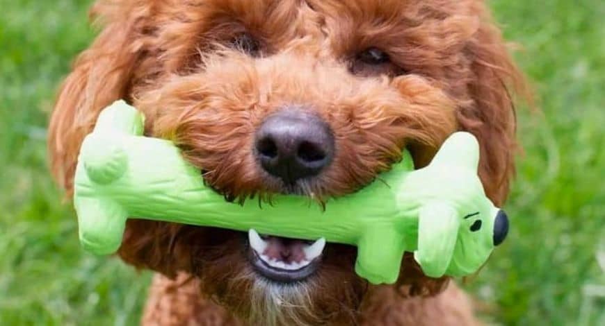 Cuál es el mejor juguete para cachorros: tipos y materiales