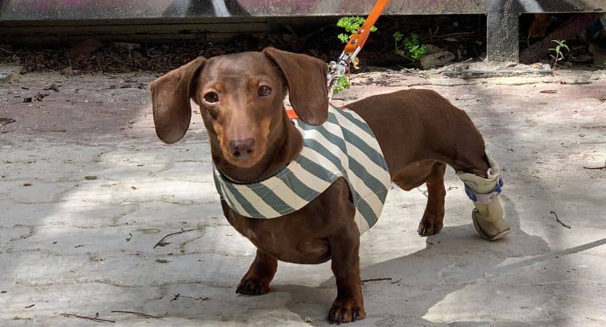 Cómo elegir el mejor arnés para perros pequeños