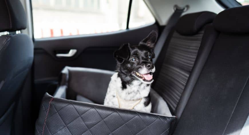 Cómo llevar al perro en el coche: Consejos de seguridad