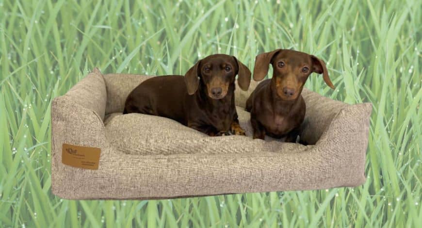 Camas para perros impermeables: La mejor opción para la comodidad y protección de tu perro