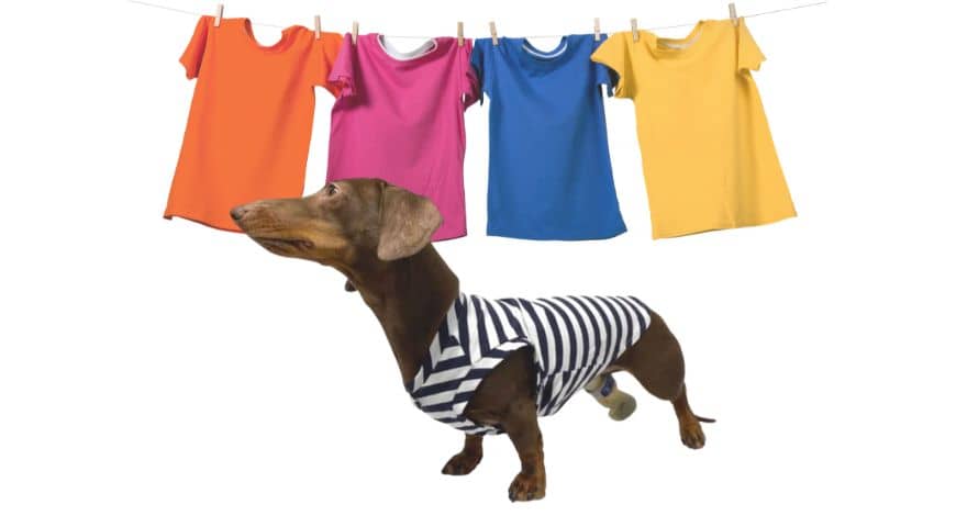 Camisetas para perros pequeños: moda, comodidad y protección para tu perro