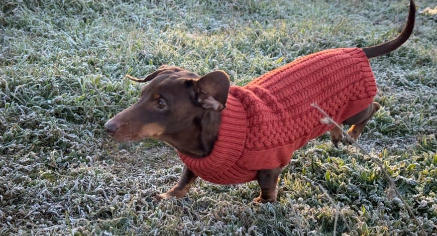 Moda para perros pequeños: Aprende a elegir el mejor estilo para tu perro 