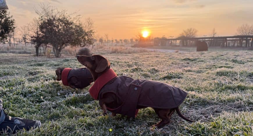 Ropa según la personalidad de tu perro: ¿Cómo elegir la mejor opción?