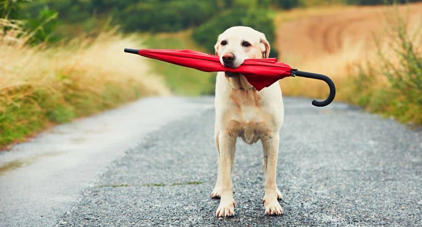 Perros y lluvia: ¿es malo que tu mascota se moje?
