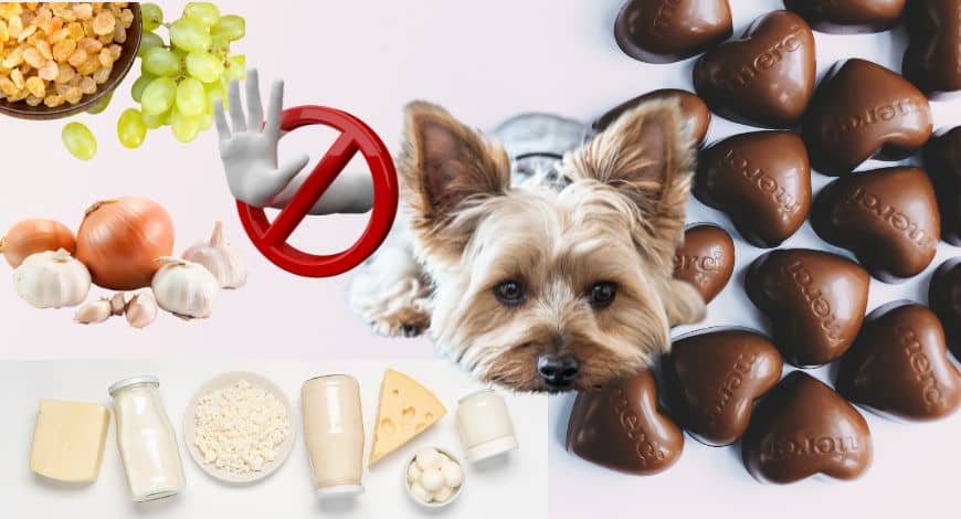Alimentos prohibidos para perros Yorkshire: Cuida de su salud