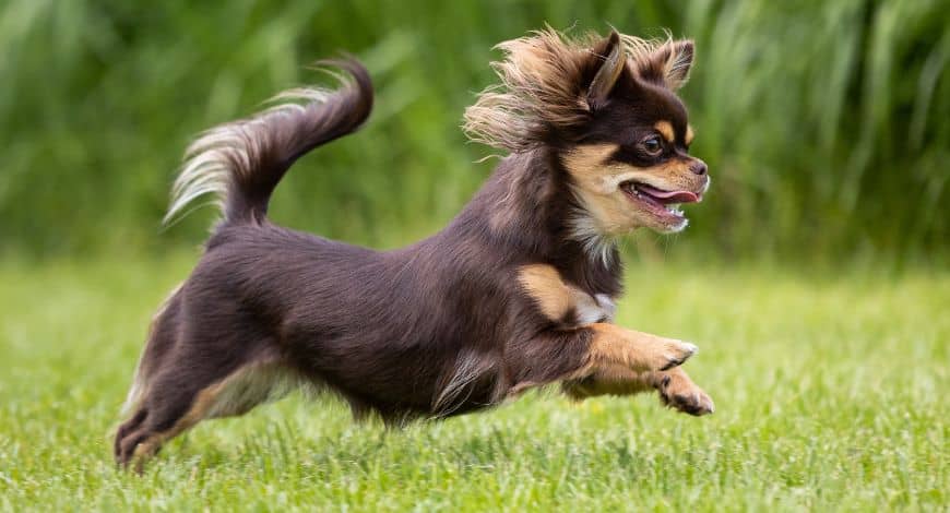 Chihuahua de pelo largo: características y tipos