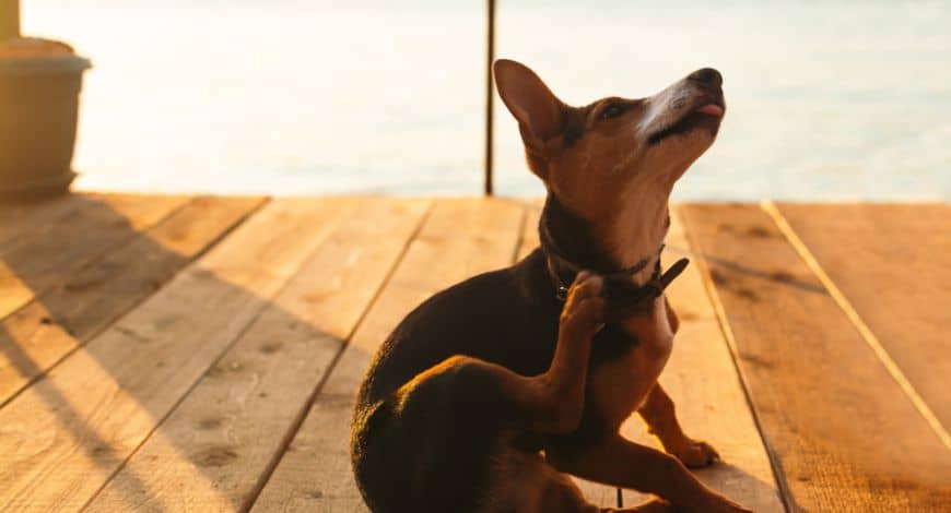 ¿Por qué mi perro se rasca mucho las orejas y se sacude? Causas y soluciones