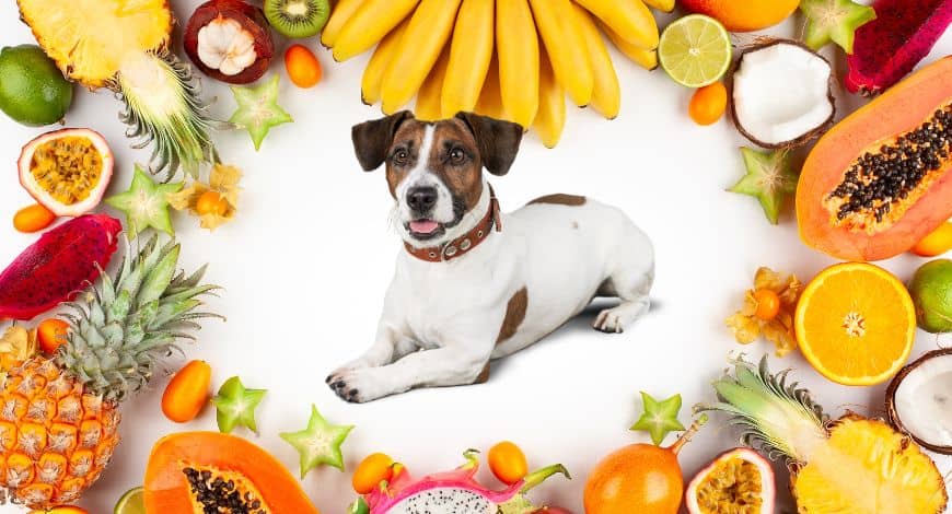¿Qué frutas pueden comer los perros? La guía definitiva para cuidar su alimentación