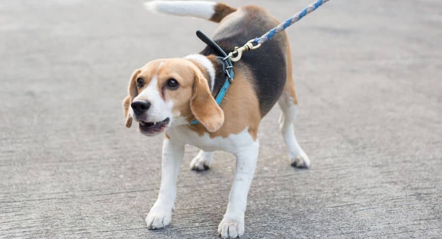 Cómo ayudar a un perro con miedo para mejorar su bienestar