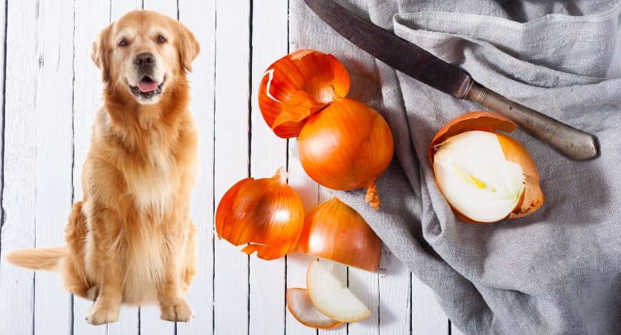 ¿Por qué la cebolla es mala para los perros? Todo lo que necesitas saber