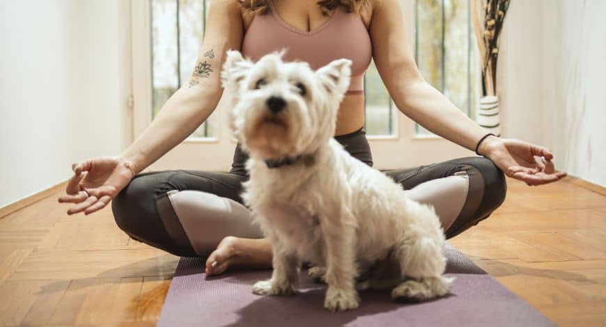 Cómo tranquilizar a un perro de forma eficaz: todo lo que debes saber