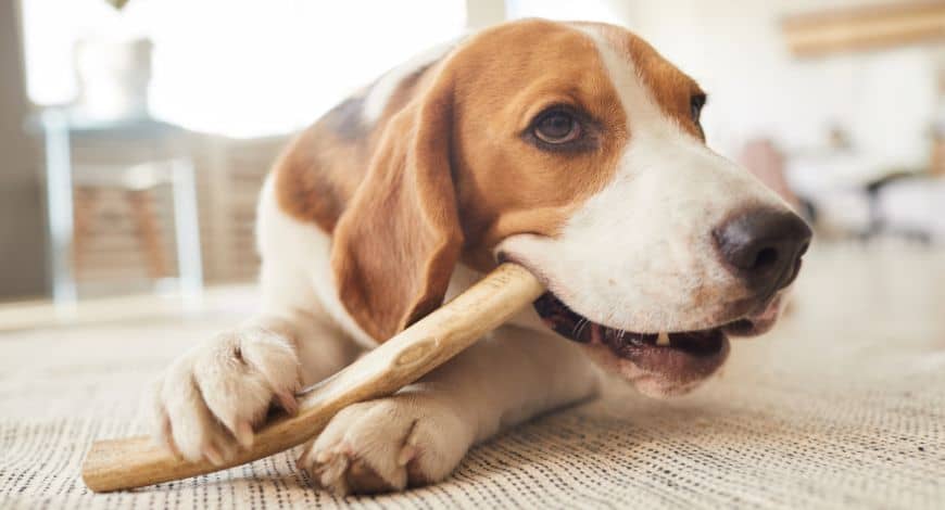 Huesos para perros: ¿son buenos o peligrosos?