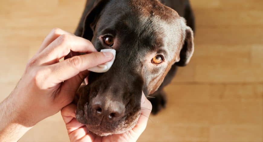 Legañas en perros: trucos para cuidar la salud ocular de tu mascota