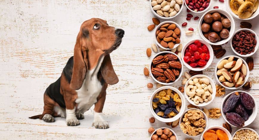 Frutos secos y perros: ¿los pueden comer?