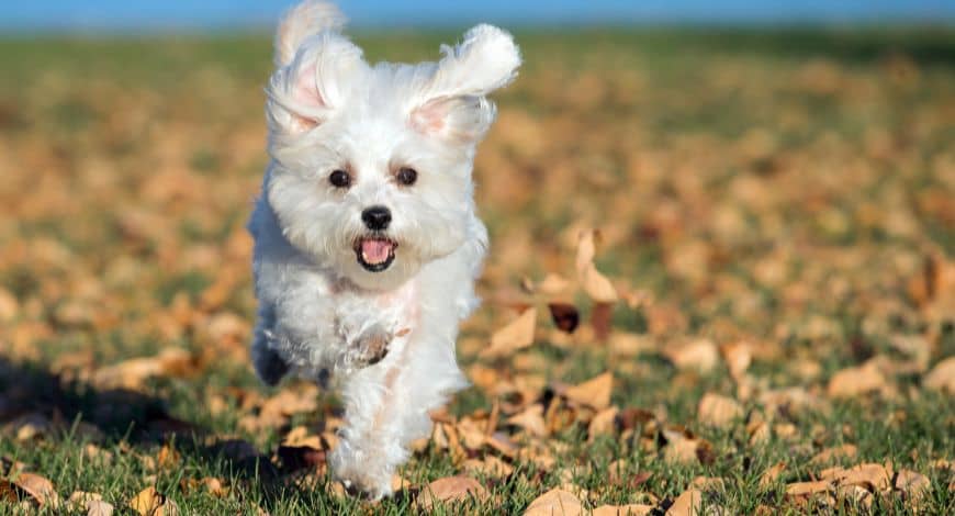 Bichón Maltés, un perro con origen milenario 