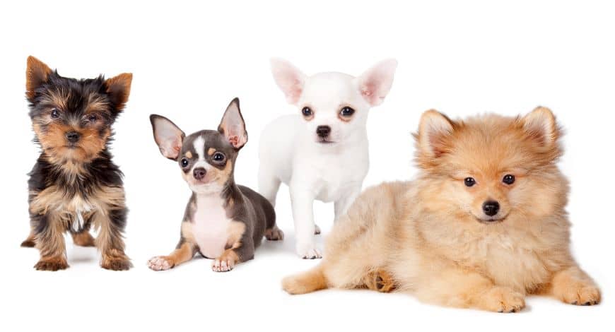Razas de perros pequeños: nombres y características