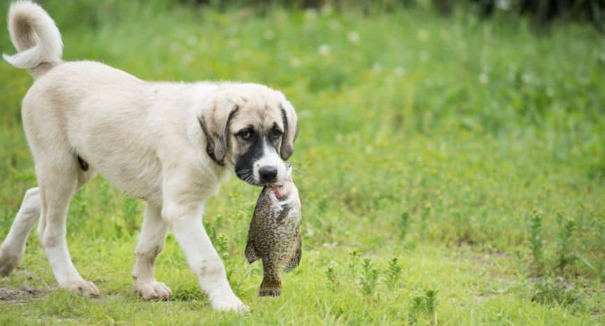 ¿Los perros pueden comer pescado?