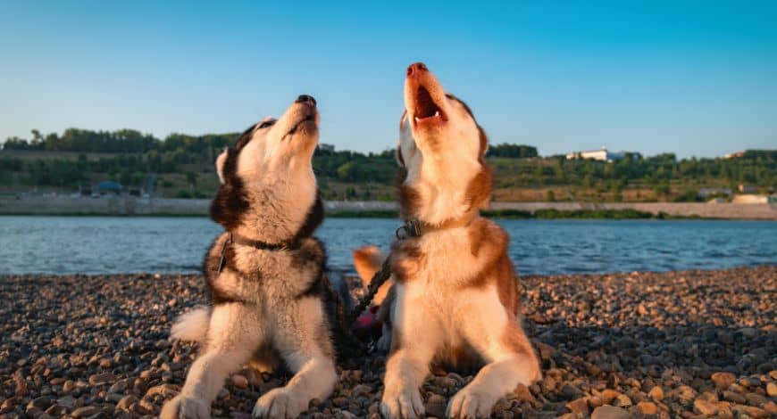 Por qué lloran los perros y qué hacer