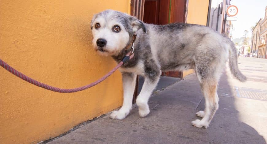 Cómo pasear a un perro miedoso: tips y recomendaciones