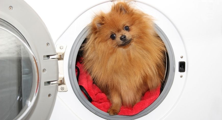 Cómo quitar pelos de perro de la ropa 