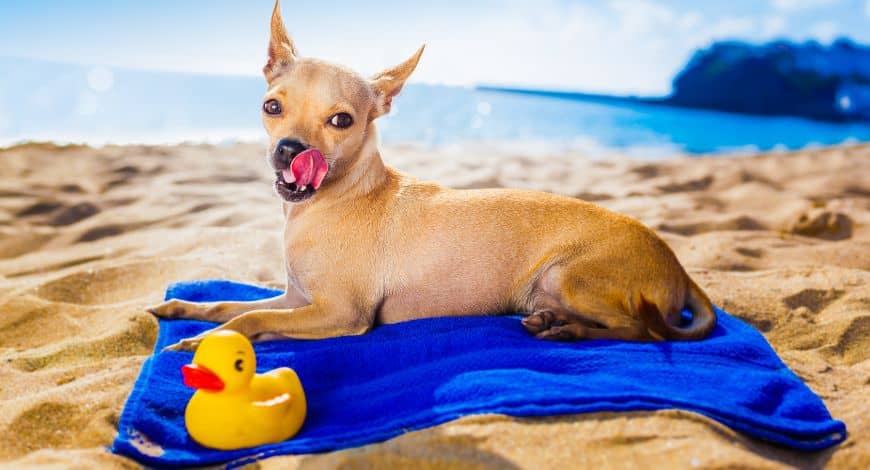 Los básicos de verano que tu perro va a necesitar